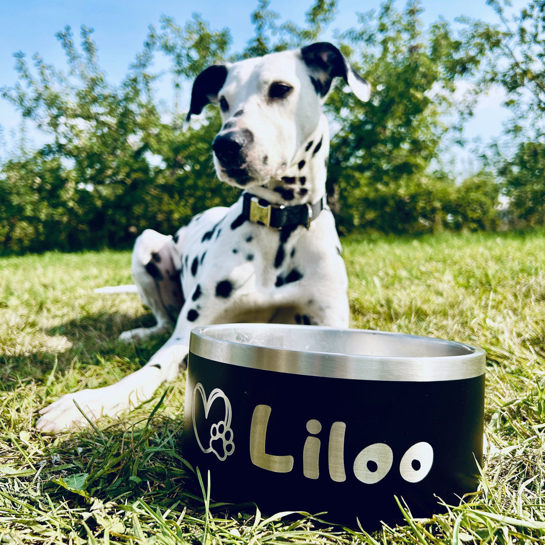 Les essentiels pour une sortie avec votre chien : la liste à ne pas oublier