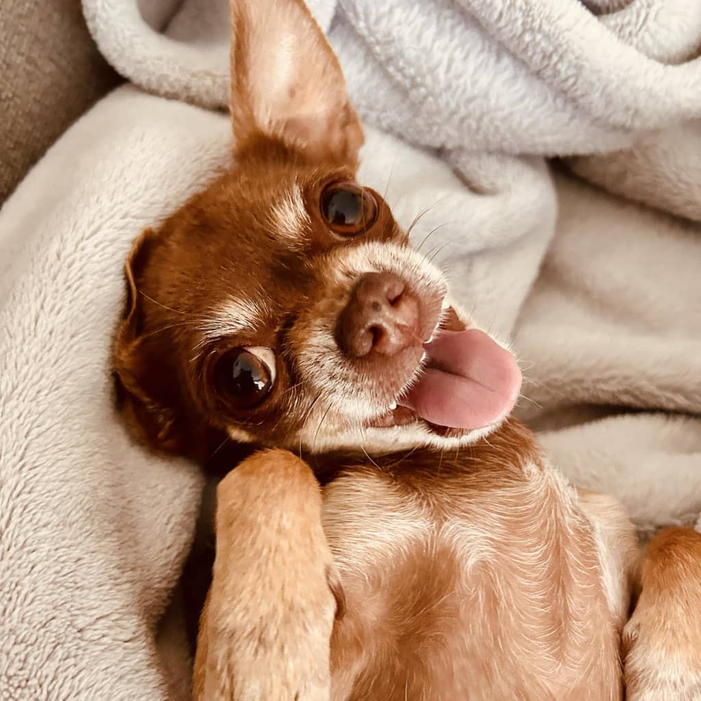 Les petits chiens sont-ils des bons chiens? Démystifions les mythes et préjugés