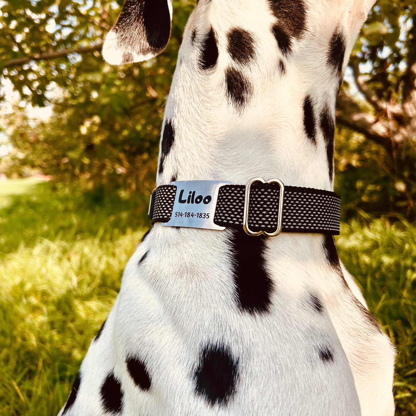 Médaille personnalisée pour animaux de compagnie